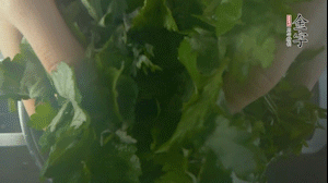 【面皮】1.鍋中水開時，放挑揀好的艾草和一撮小蘇打，第一遍煮開后倒掉，重新加水大火煮開后，小火煮1小時。煮爛的艾草用紗布瀝干。